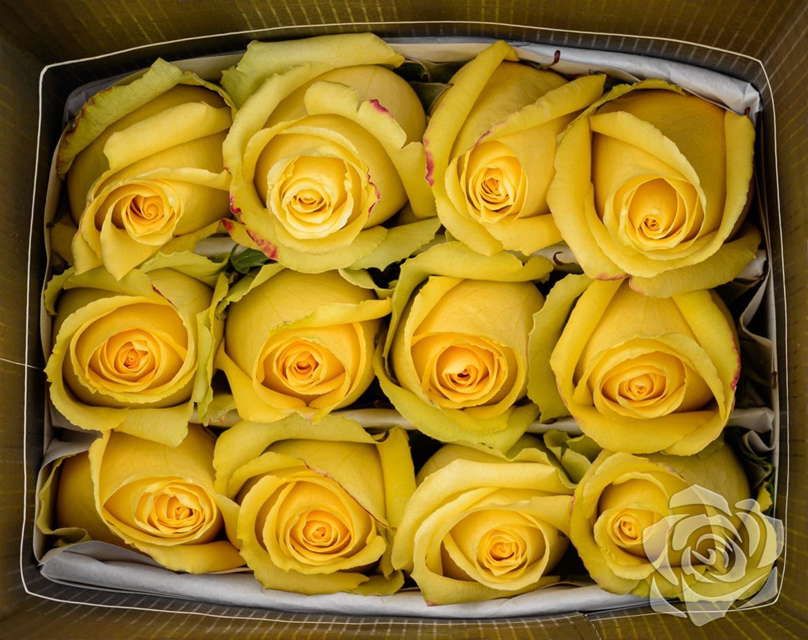 Rosa Ec Tara Garda