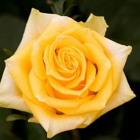 Rosa Ec Tara Garda