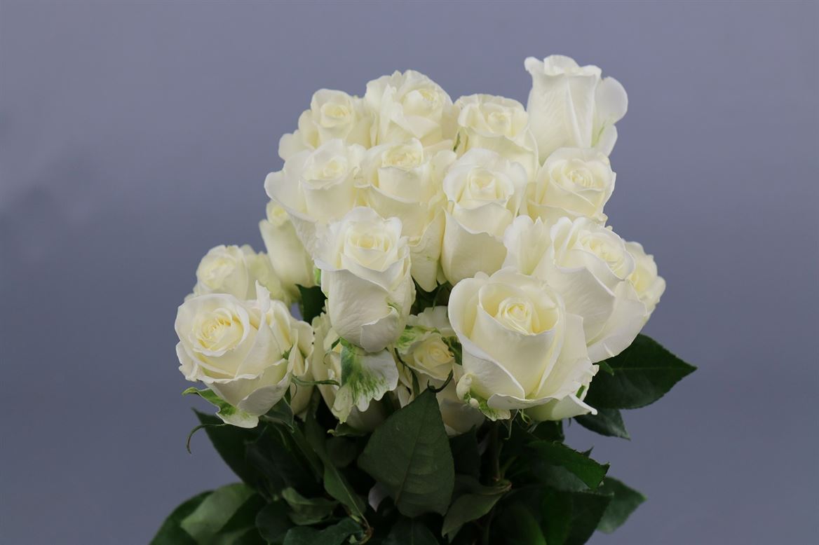Rosa Ec Tibeth