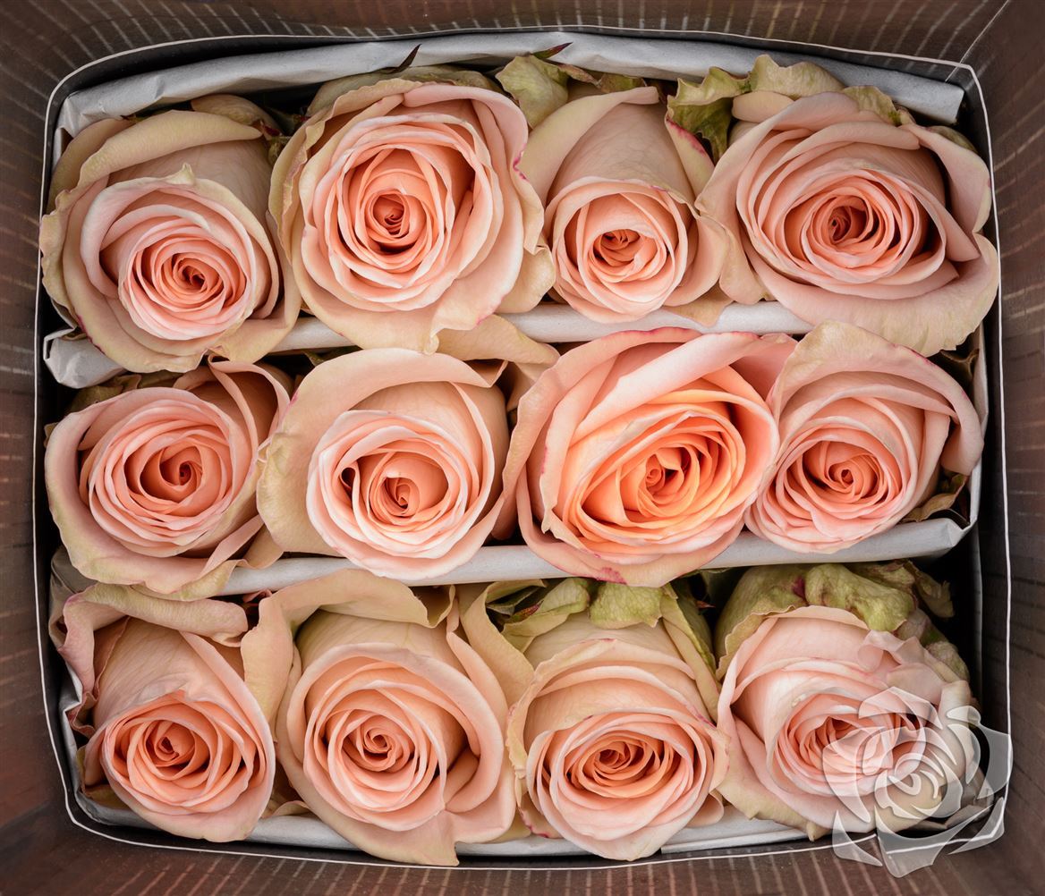 Rosa Ec Tiffany Garda