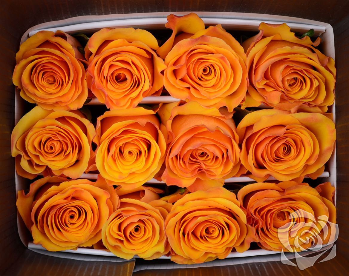 Rosa Ec Tycoon Ceres