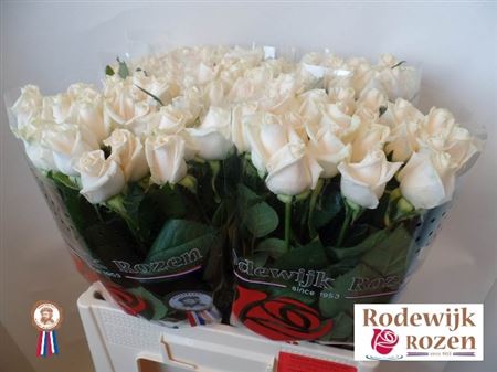 Rosa Ec Vendela Ceres