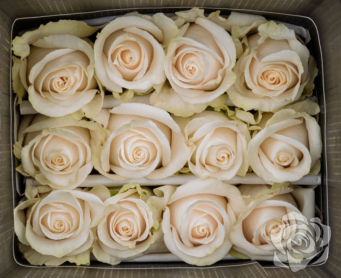 Rosa Ec Vendela Garda