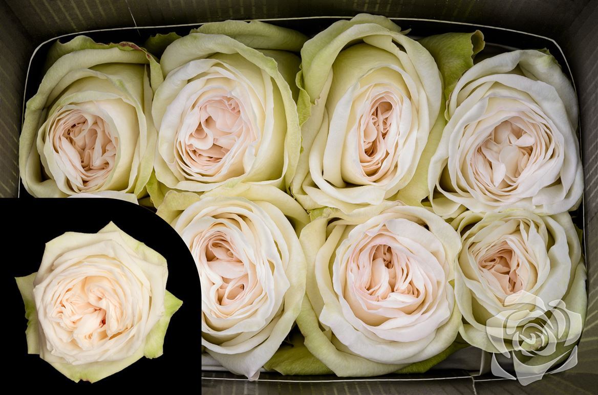 Rosa Ec White O Hara Garda