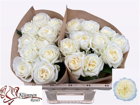 Rosa Garden Chic White!
