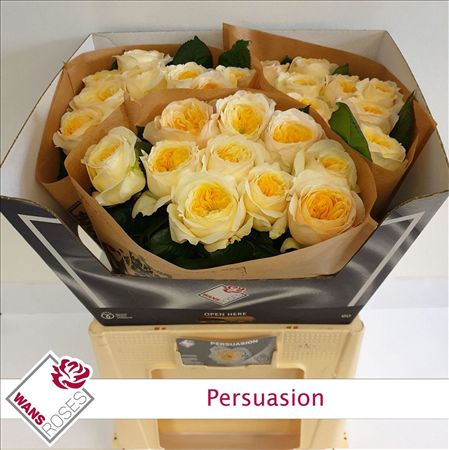 Rosa Garden Persuasion