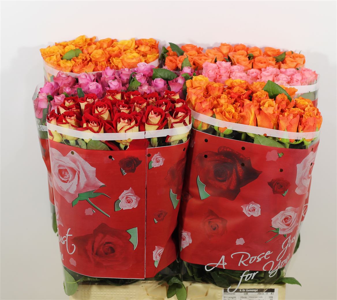 Rosa Italia Mix