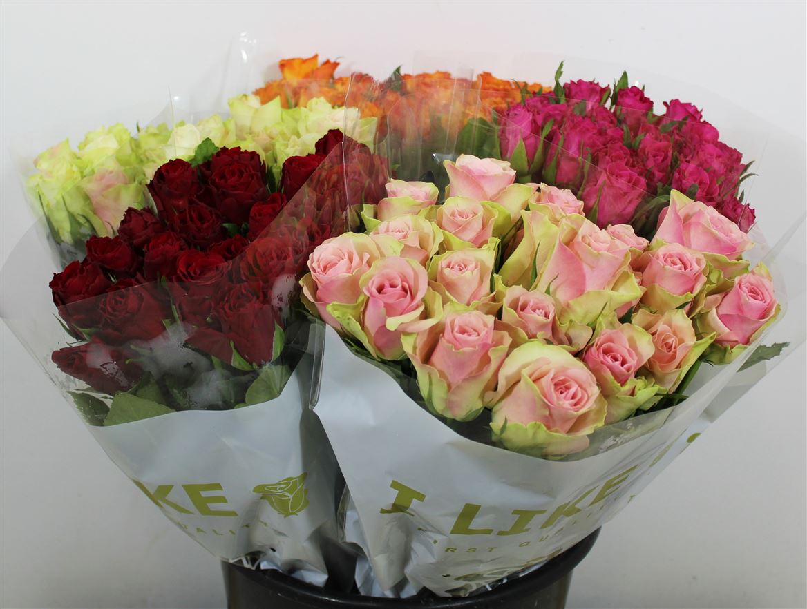 Rosa Ke Diff. Col. In Fust 50 Cm