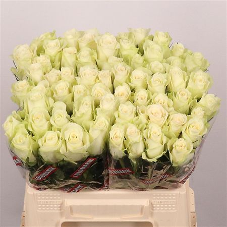 Rosa Large Athena