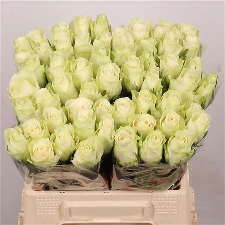 Rosa Large Athena