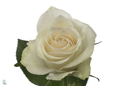 Rosa Large Athena