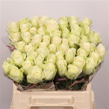Rosa Large Athena