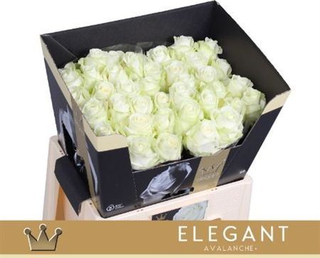 Rosa Large Avalanche
