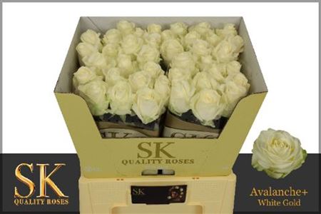 Rosa Large Avalanche+ Koene White