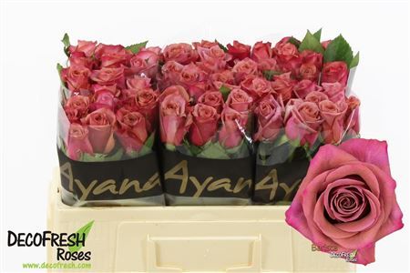 Rosa Large Barista