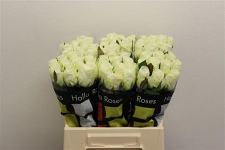 Rosa Large Countdown!