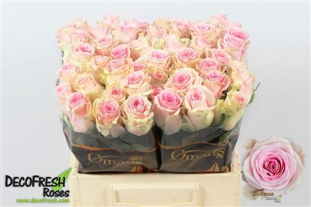 Rosa Large Duchesse
