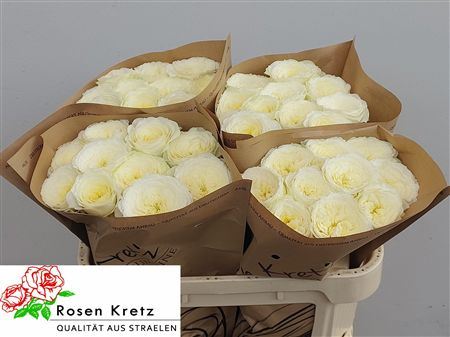 Rosa Large Lotti