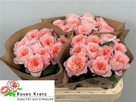 Rosa Large Mayfield!