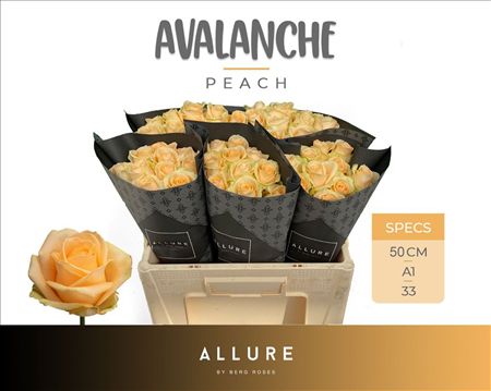 Rosa Large Peach Avalanche+ Allure