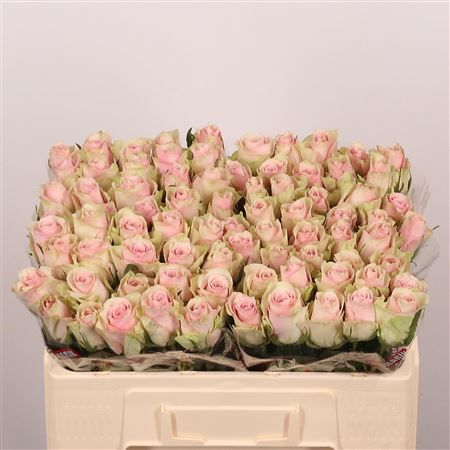 Rosa Large Pink Athena