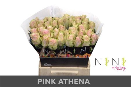 Rosa Large Pink Athena