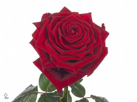 Rosa Large Red Naomi!