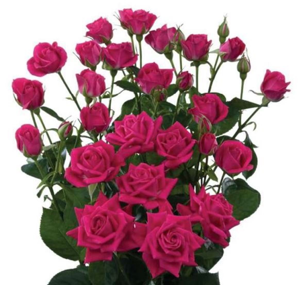 Rosa Spray Alicia Megaspin