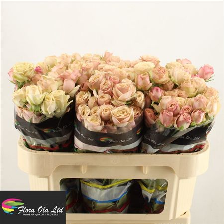 Rosa Spray Destini