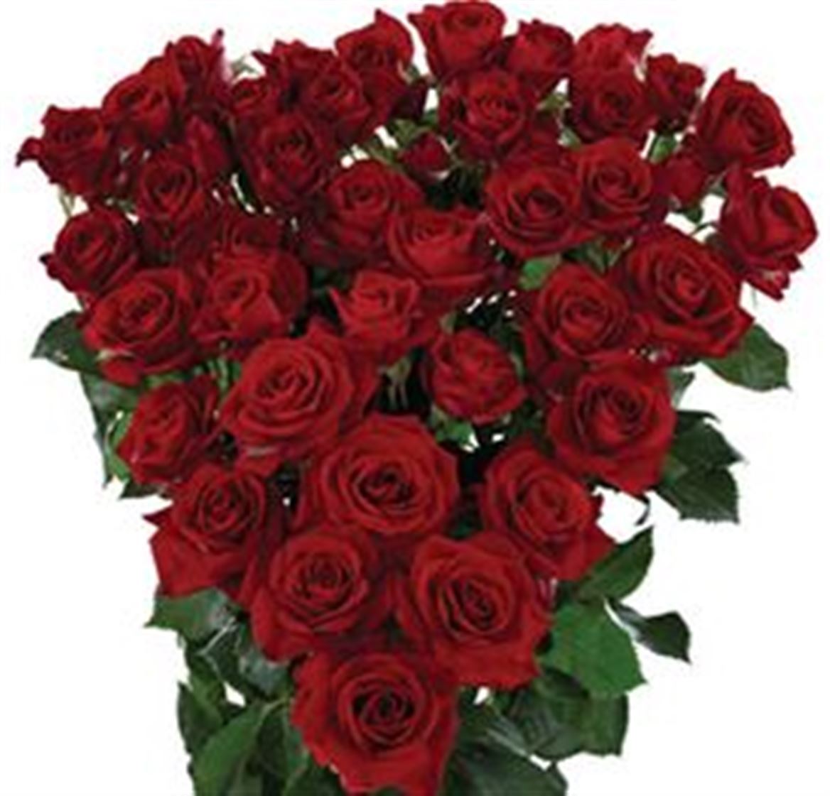 Rosa Spray Dominica Megaspin