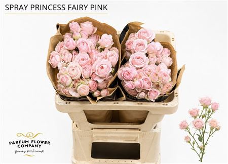 Rosa Spray Garden Princess Fairy Pi