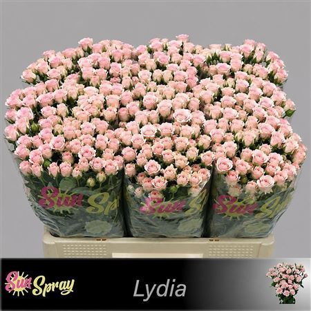 Rosa Spray Lydia