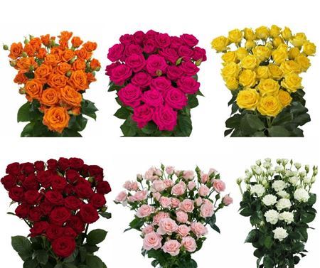 Rosa Spray Mix Box Mega Waridi