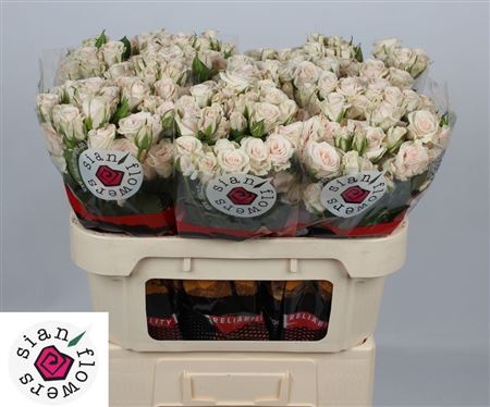 Rosa Spray Royal Porcelina