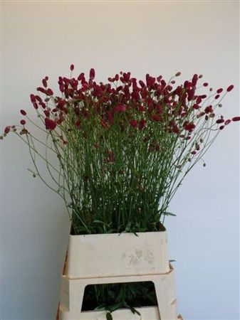 Sanguisorba Arnhem