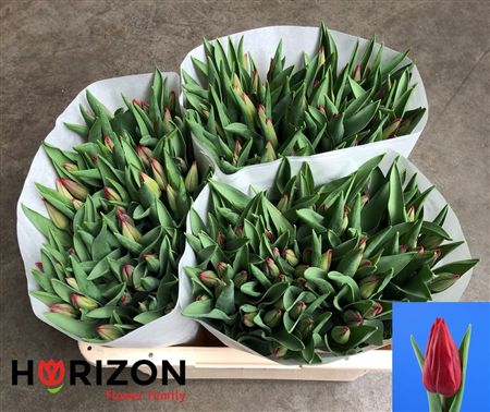 Tulipa Si Red Gold