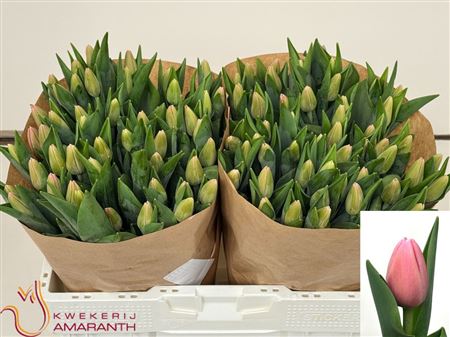 Tulipa Si Tresor