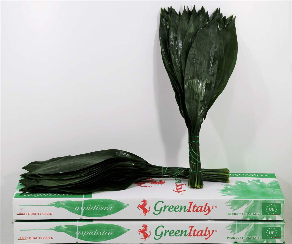 Verde Aspidistra 80 Cm