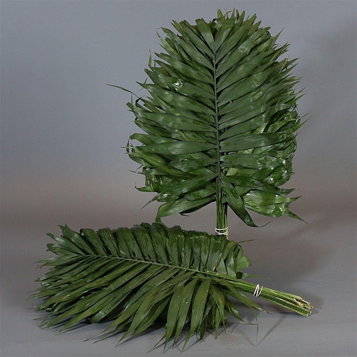 Verde Chico Jumbo