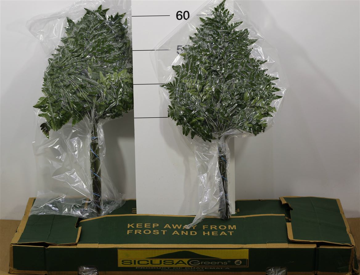 Verde Felce Cuoio Large Vac X12