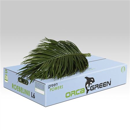 Verde Roebelinii Vacuum Orca