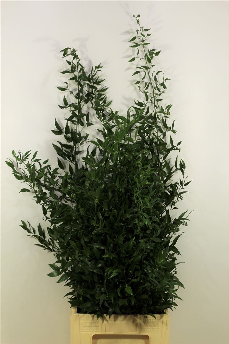 Verde Ruscus Italia Long 1 Kg