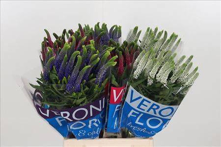 Veronica Mix In Bucket