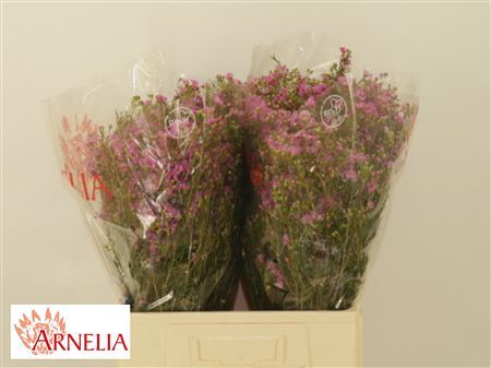 Wax Flower Nieks Pride