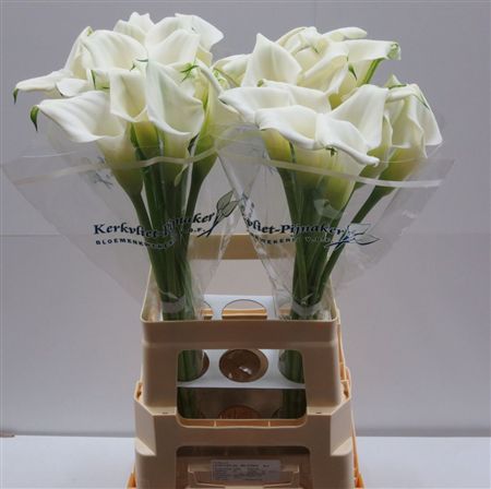 Zantedeschia Crystal Blush