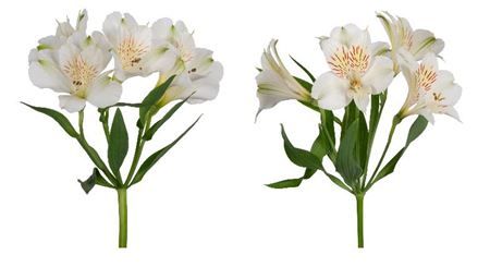 Alstroemeria Super Premium White Tessa