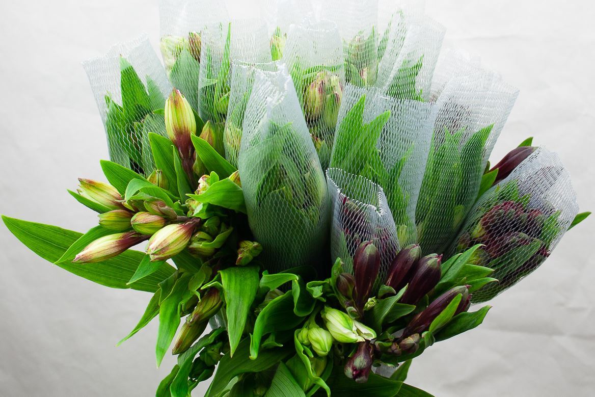 Alstroemeria Supreme Assorted