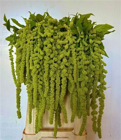 Amaranthus Caudatus Cycloop