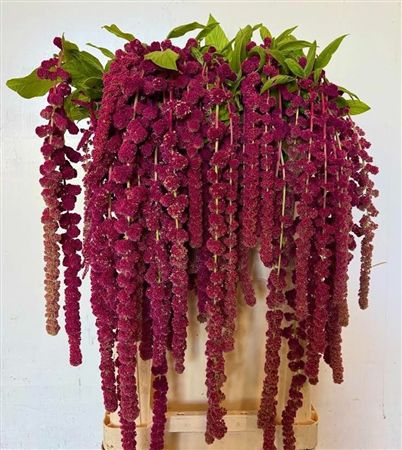 Amaranthus Caudatus Rosary