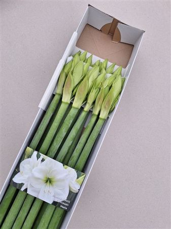 Amaryllis Albarino